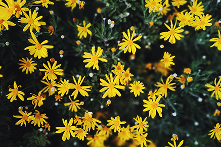Join Our Team - photo of yellow asters