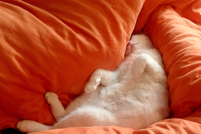 Cat sleeping in a comfy duvet representing the peaceful sleep after Cognitive Behavioral Therapy for insomnia